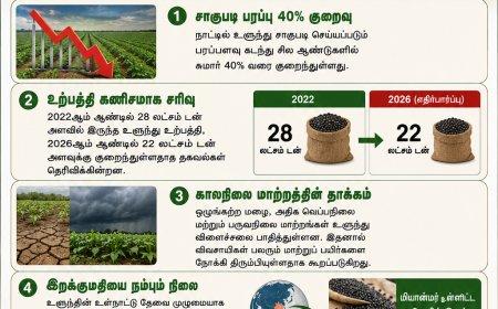 உளுந்து உற்பத்தி சரிவு: விலை உயர்வுக்கு என்ன காரணம்?